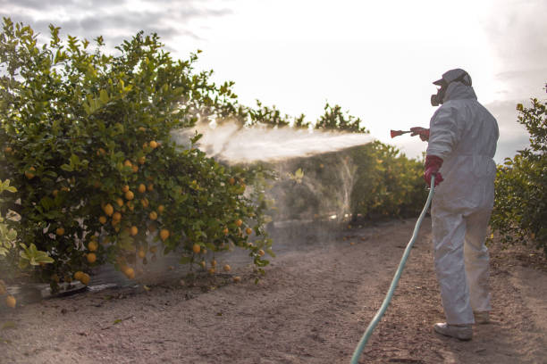 Best Termite Control Services  in Newellton, LA