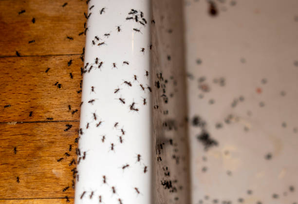 Best Commercial Pest Control Services  in Newellton, LA